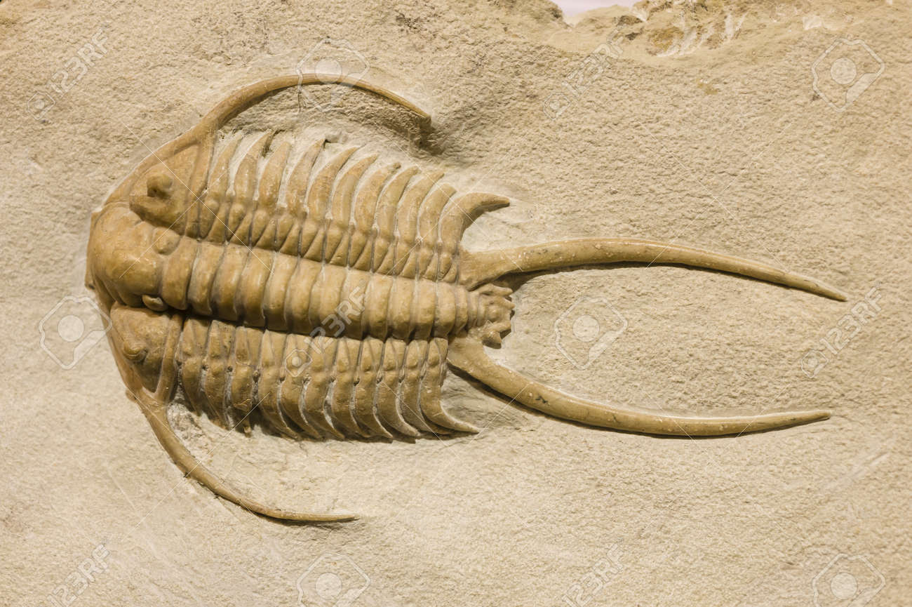 三葉虫 化石 fossil ボリビア産 trilobite ノジュール管理⑦ 【公式通販】