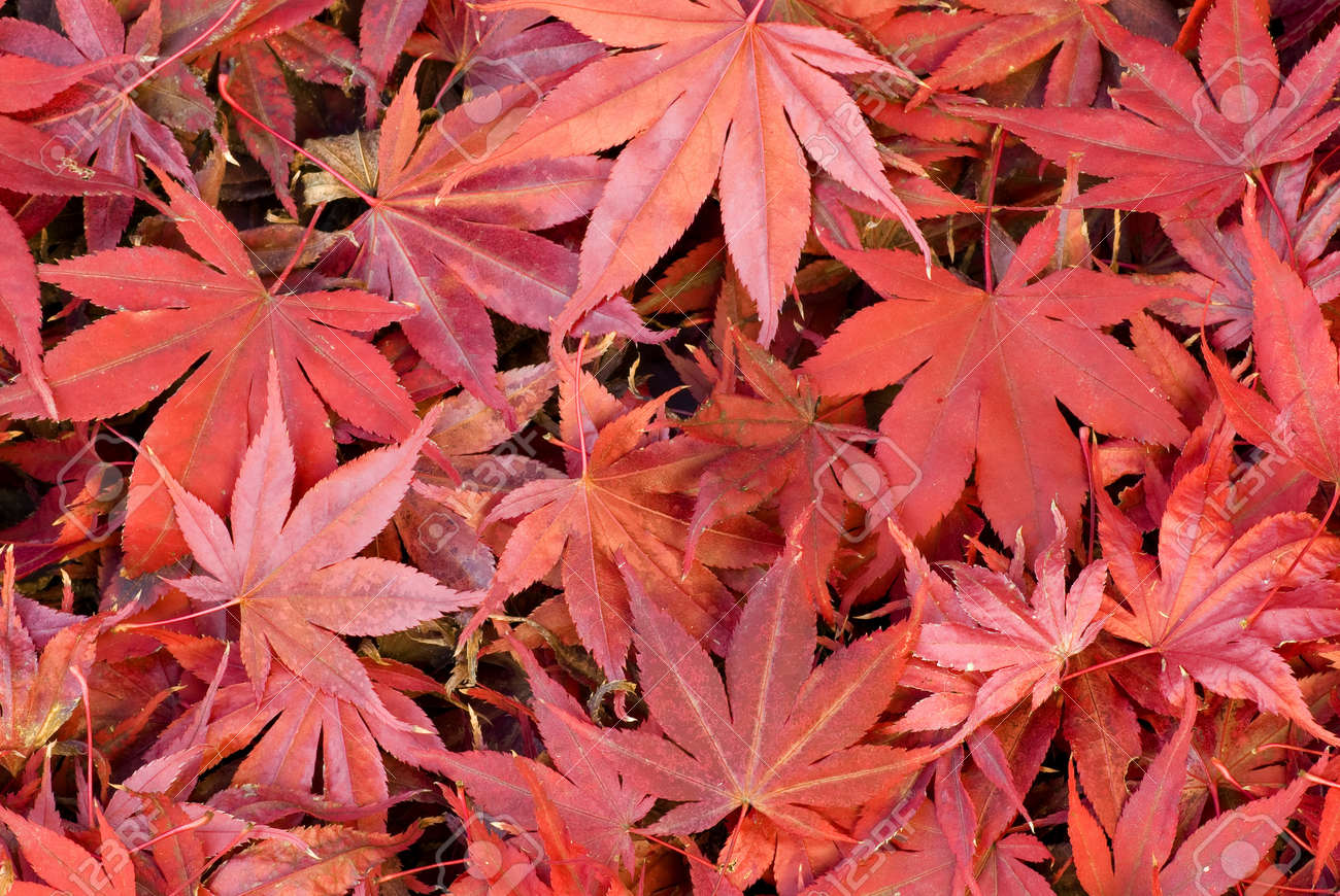 red maple tree leaves fallen on ground stock photo picture and