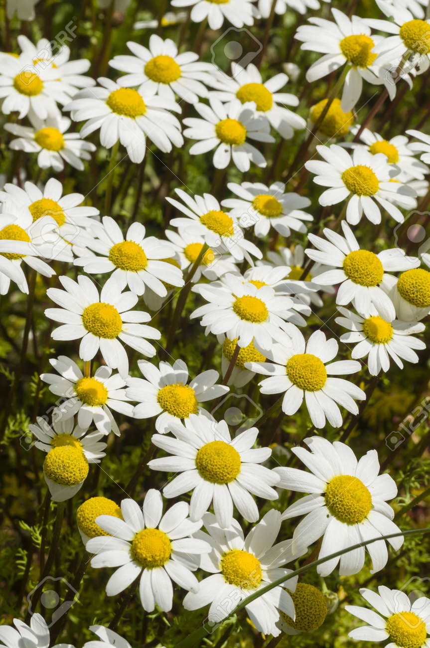 春の太陽の下で Chamomille 花畑 の写真素材 画像素材 Image