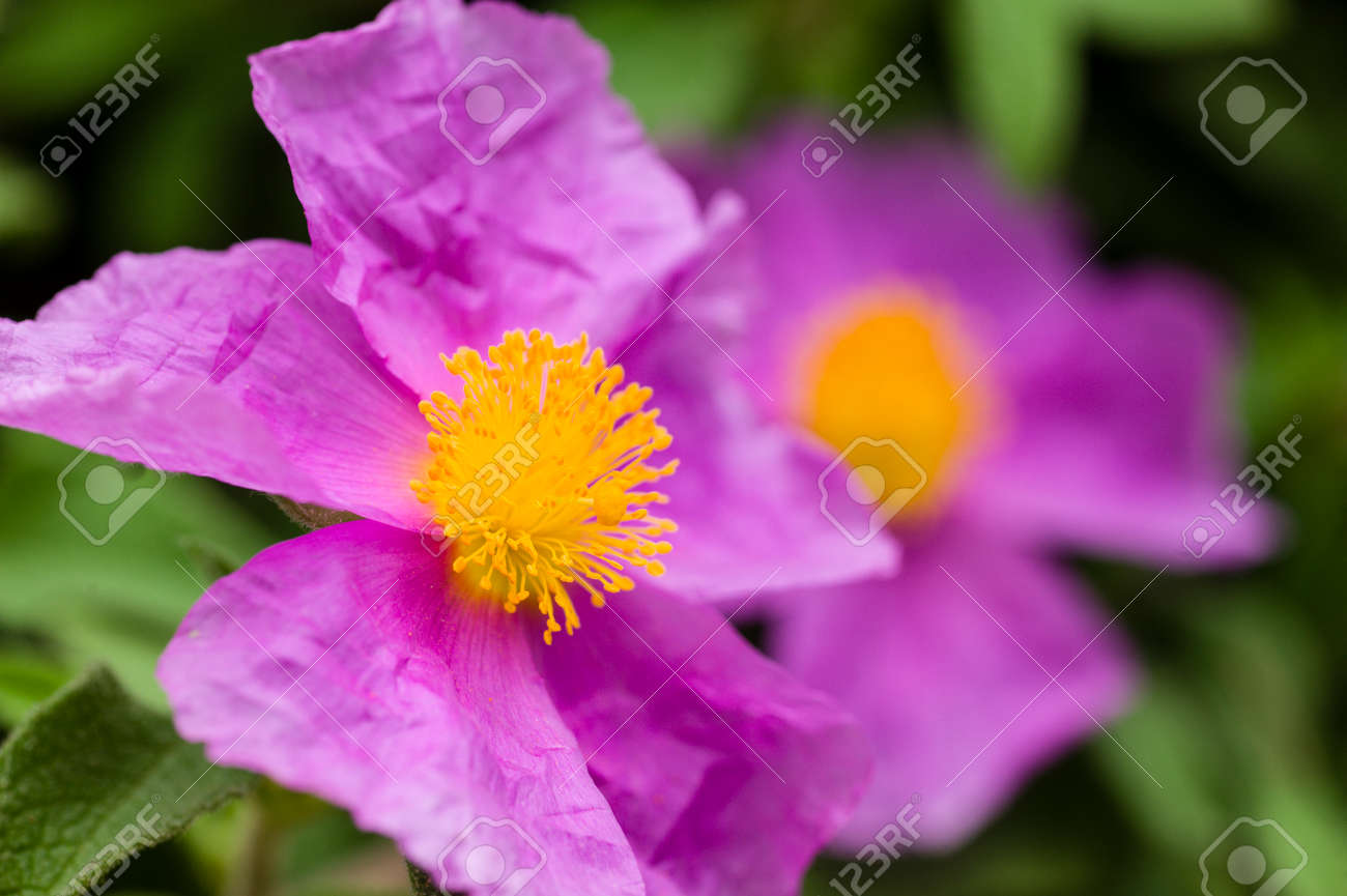 Rock Rose Fleurs Roses Avec Pistils Jaunes Et étamine