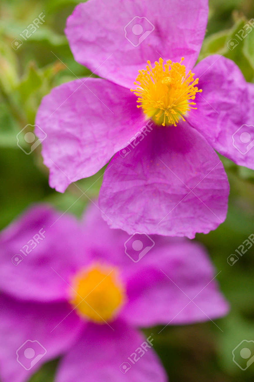 黄色い雌しべと雄しべのローズピンクの花を岩します の写真素材 画像素材 Image