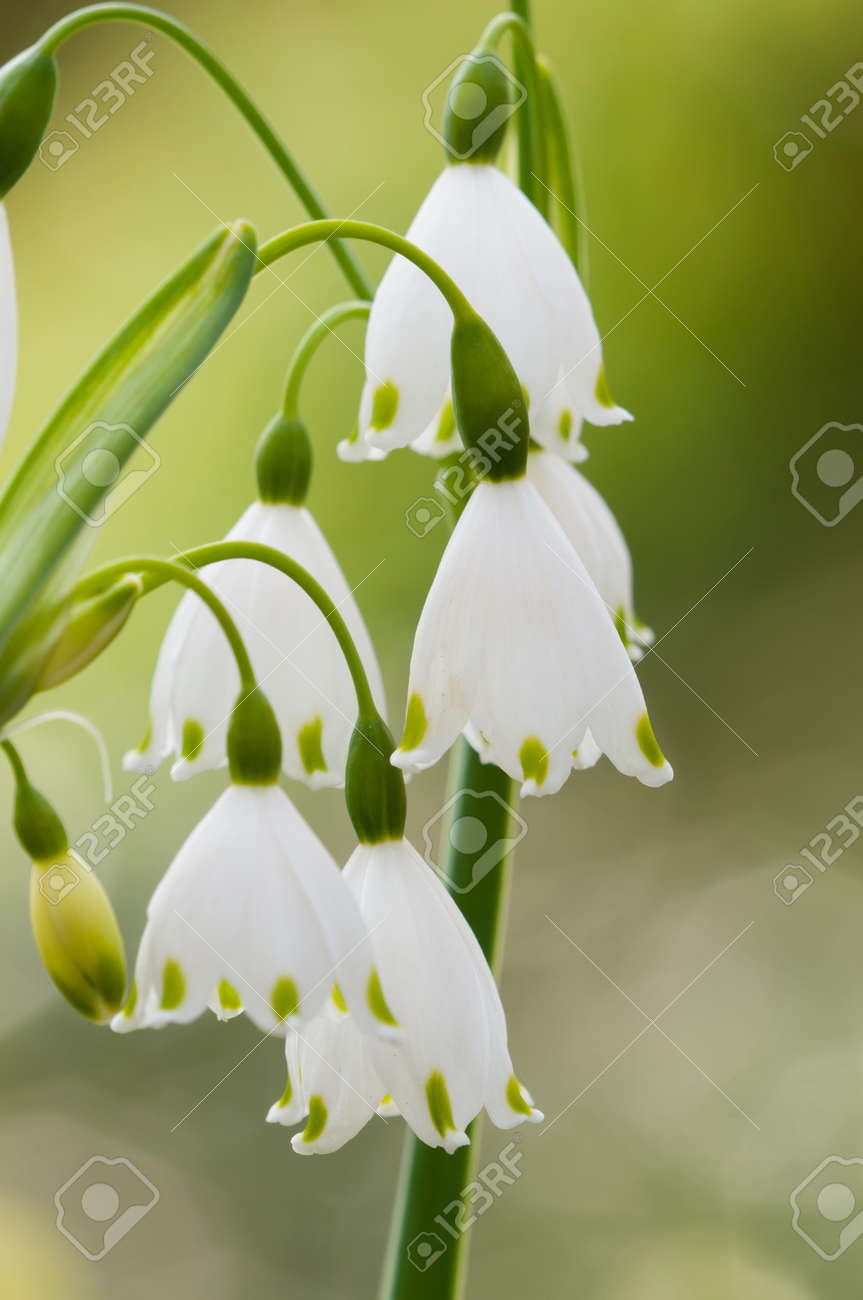 Leucojum Vernum 春の雪 スイセン ヒガンバナ 中央および南ヨーロッパ原産で 多年生草本の顕花植物 の写真素材 画像素材 Image Leucojum Vernum 春の雪 スイセン ヒガンバナ 中央および南ヨーロッパ原産で 多年生草本の顕花植物 の写真素材 画像素材 Image