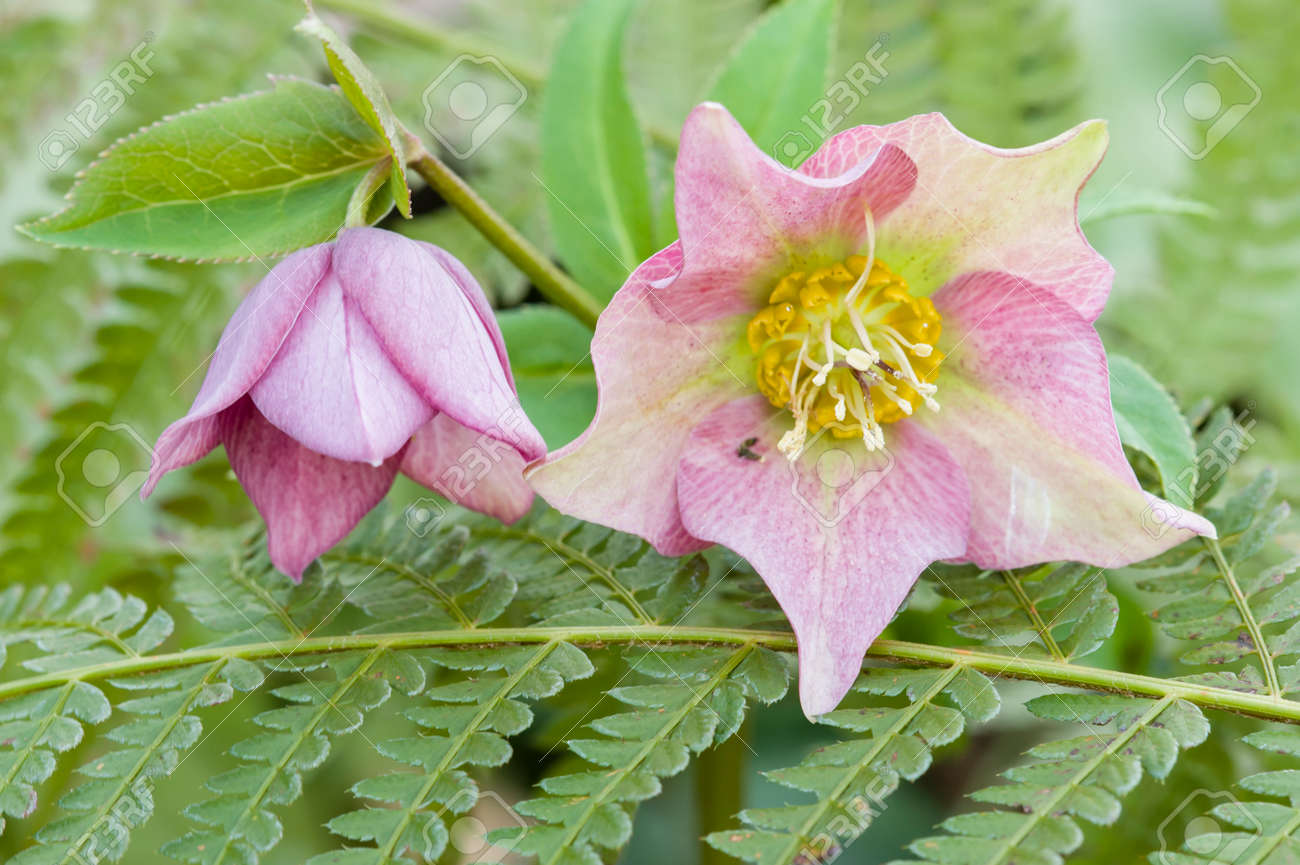 ピンクのミズキの花 ミズキ ハナミズキの木質植物の属 の写真素材 画像素材 Image