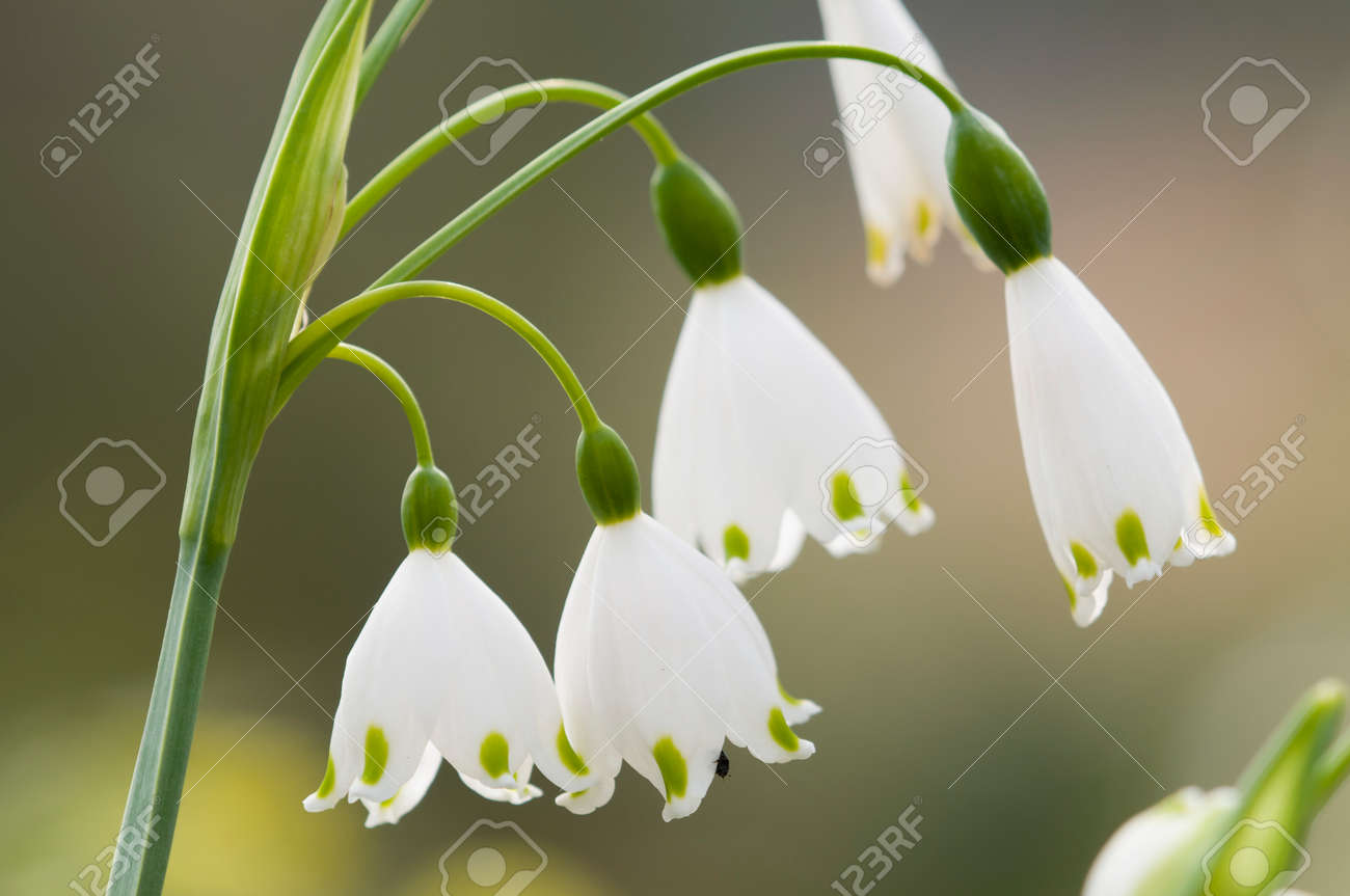 Leucojum Vernum 春の雪 スイセン ヒガンバナ 中央および南ヨーロッパ原産で 多年生草本の顕花植物 の写真素材 画像素材 Image Leucojum Vernum 春の雪 スイセン ヒガンバナ 中央および南ヨーロッパ原産で 多年生草本の顕花植物 の写真素材 画像素材 Image