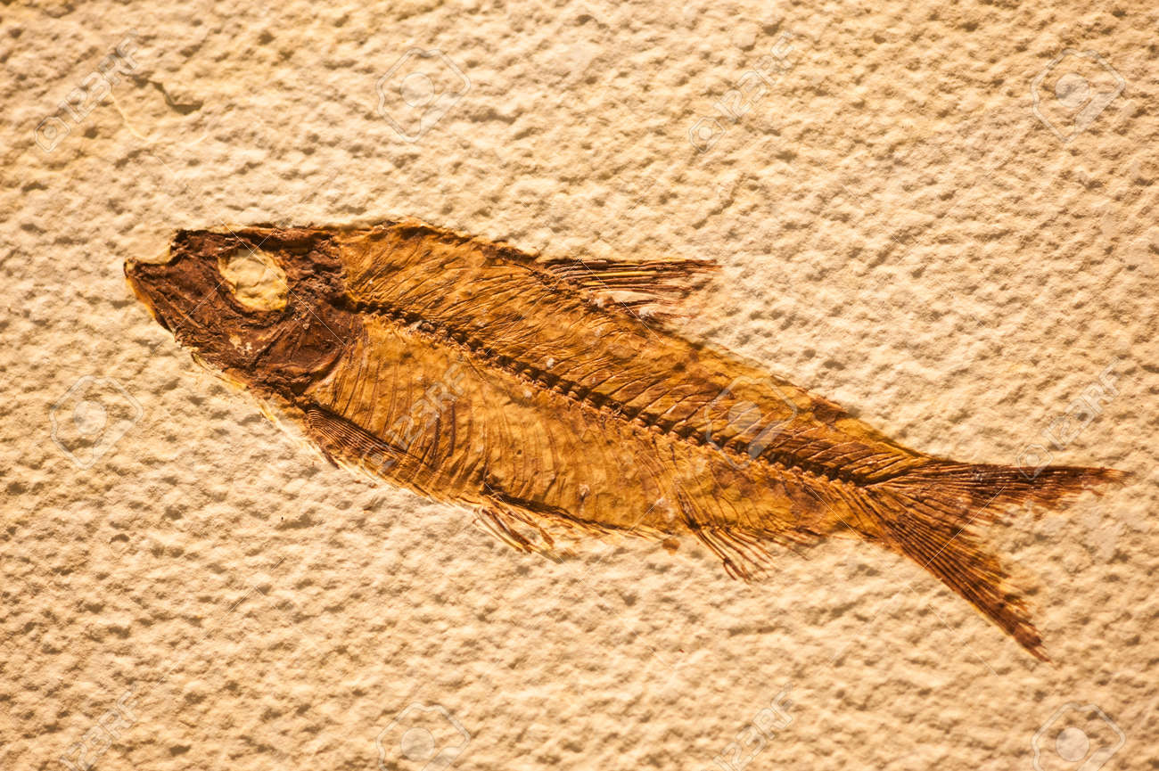 魚の化石