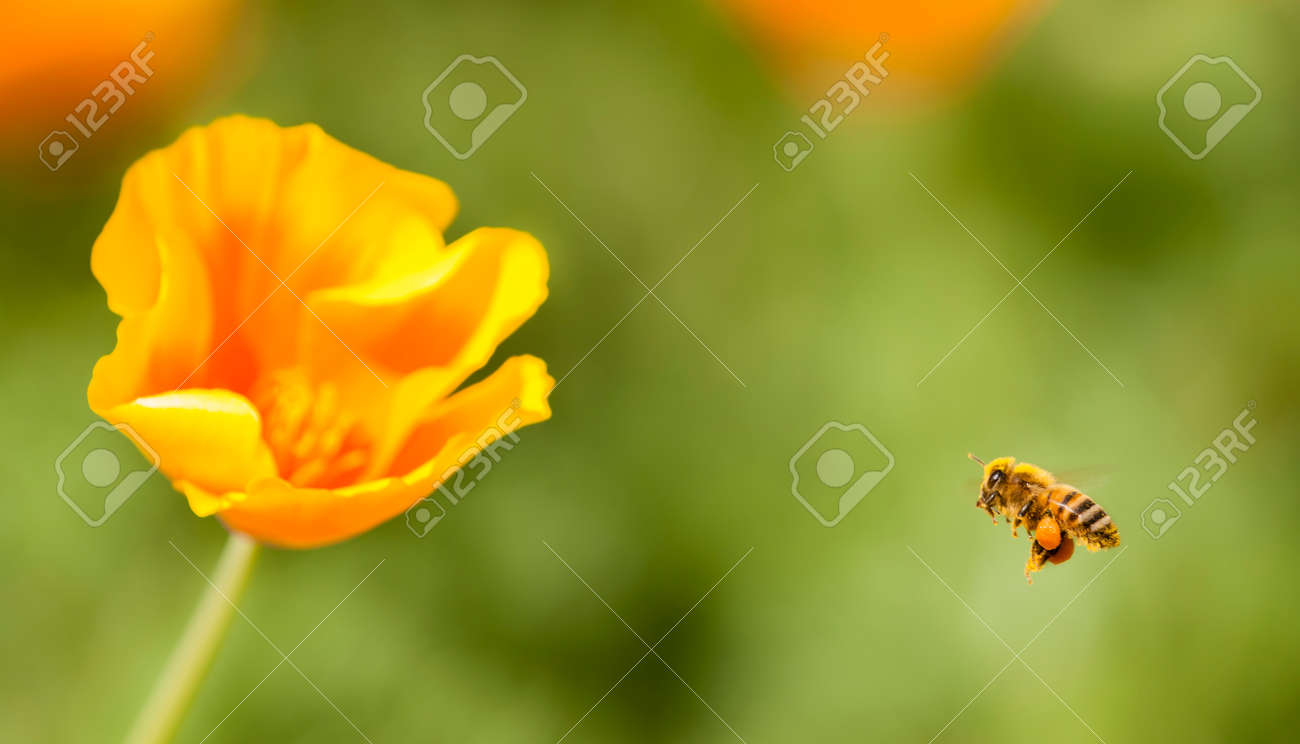 ミツバチが飛んで Eschscholzia と 黄色とオレンジ色のポピーの野生の花 カリフォルニア州の公式の州花 の写真素材 画像素材 Image