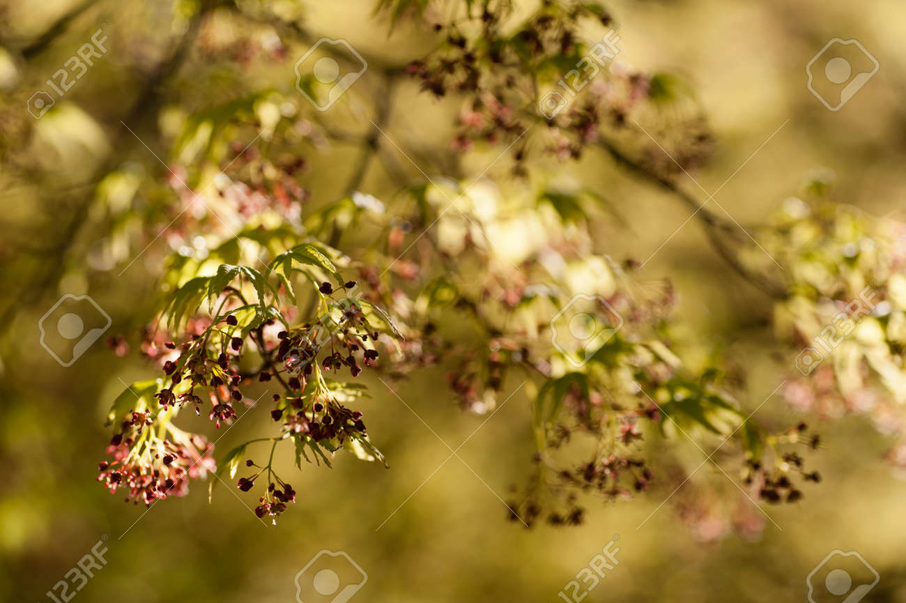 Arbre d\u0027érable avec des feuilles vertes et jaunes de printemps fleurs rouges, Acer