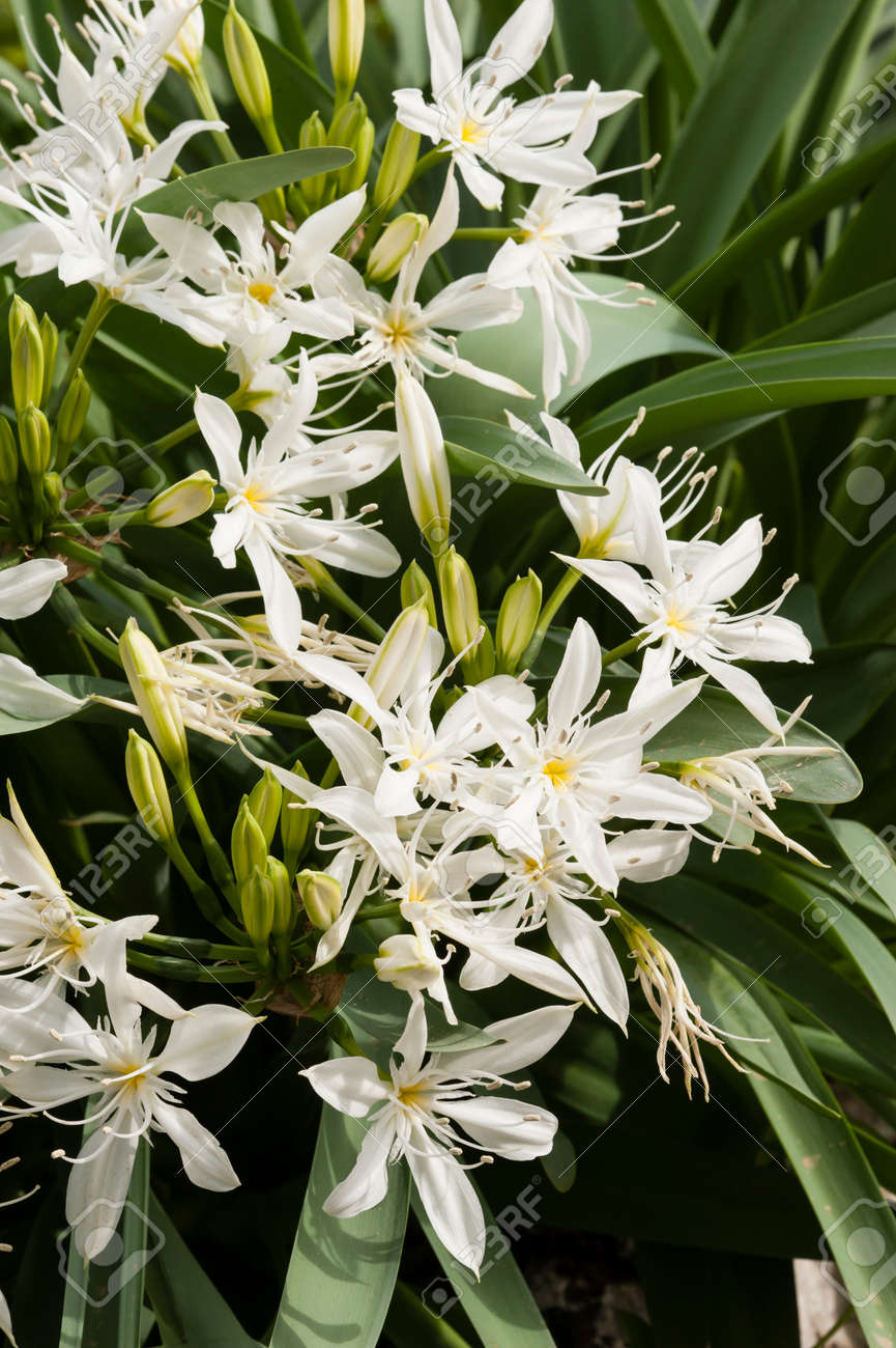 Pancratium 白い花 草と球根植物アマリリス家族 の写真素材 画像素材 Image