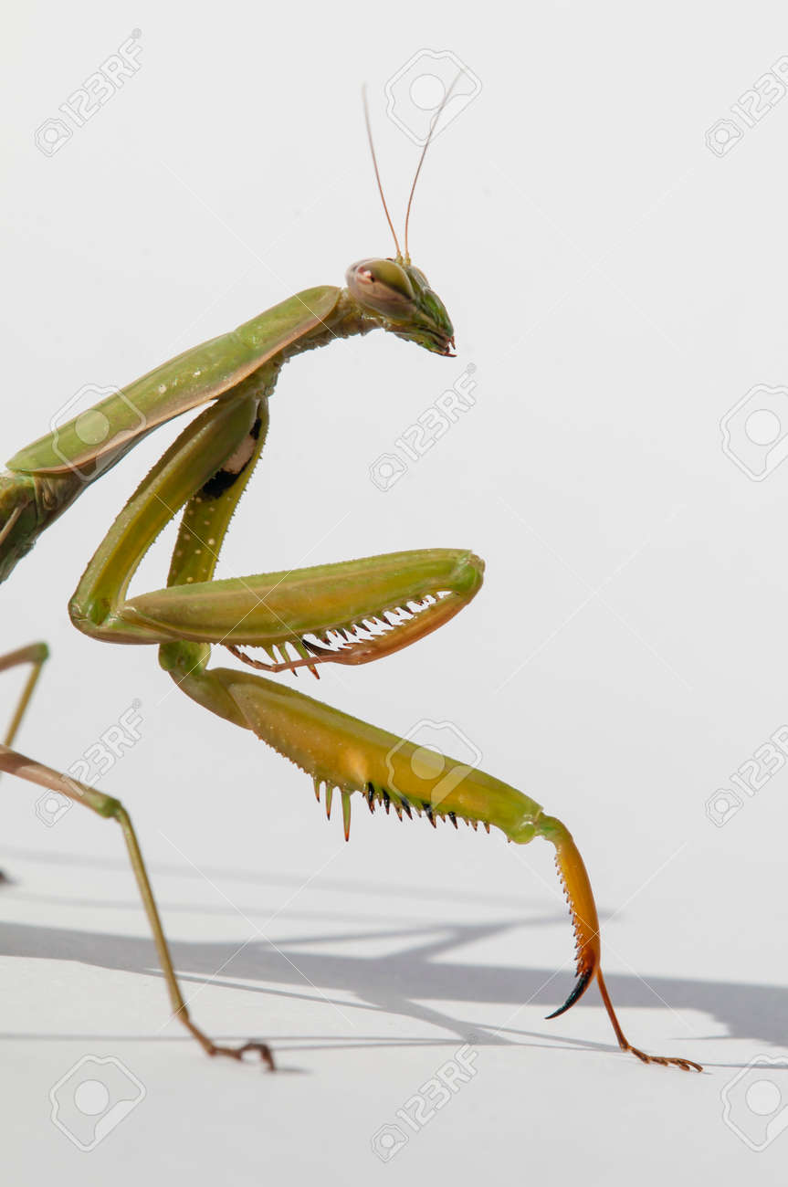 白い背景の太陽の下で女性カマキリのクローズ アップ の写真素材 画像素材 Image