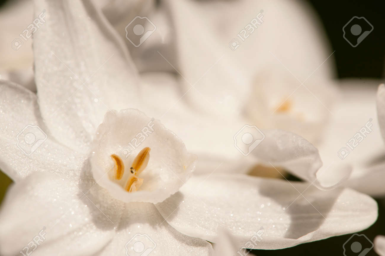 水仙ニホンスイセン Paperwhite 束花水仙 中国の神聖なユリ クリーム ジョス花 スイセン 多年生観葉植物 の写真素材 画像素材 Image