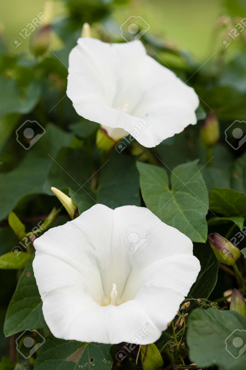 朝顔 Ipomea 植物の白い花 の写真素材 画像素材 Image