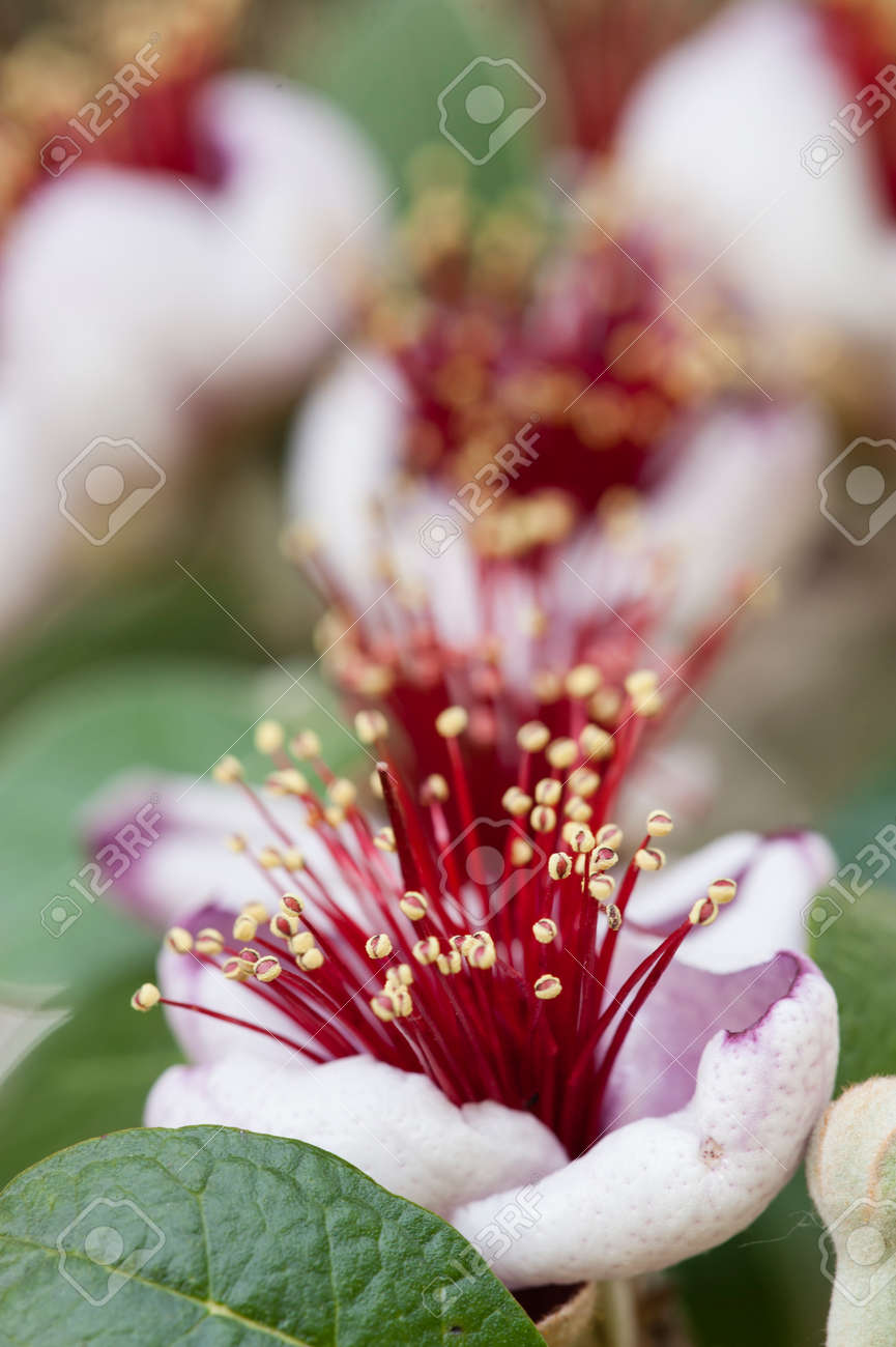 フェイジョアの花 南アメリカ フェイジョア マートル フトモモ科 ネイティブ開花植物パイナップル グアバ Guavasteen の写真素材 画像素材 Image