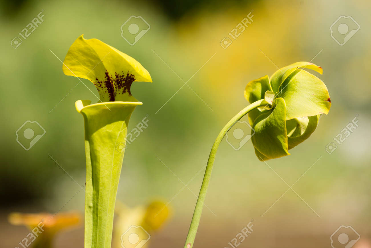 Banque d images Feuille modifiée dans le pi¨ge   animaux de sarracenia plante carnivore avec fleur