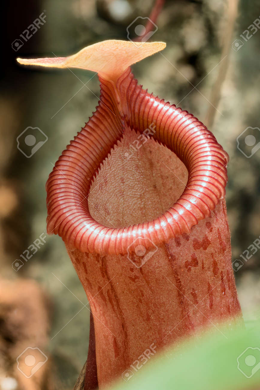 Snjeguljica Može Navići se Detalle De La Boca De La Trampa De La Jarra De Nepenthes Planta Carnívora Fotos, Retratos, Imágenes Y Fotografía De Archivo Libres De Derecho. Image 79658256. Snjeguljica Može Navići se Detalle De La Boca De La Trampa De La Jarra De Nepenthes Planta Carnívora Fotos, Retratos, Imágenes Y Fotografía De Archivo Libres De Derecho. Image 79658256.