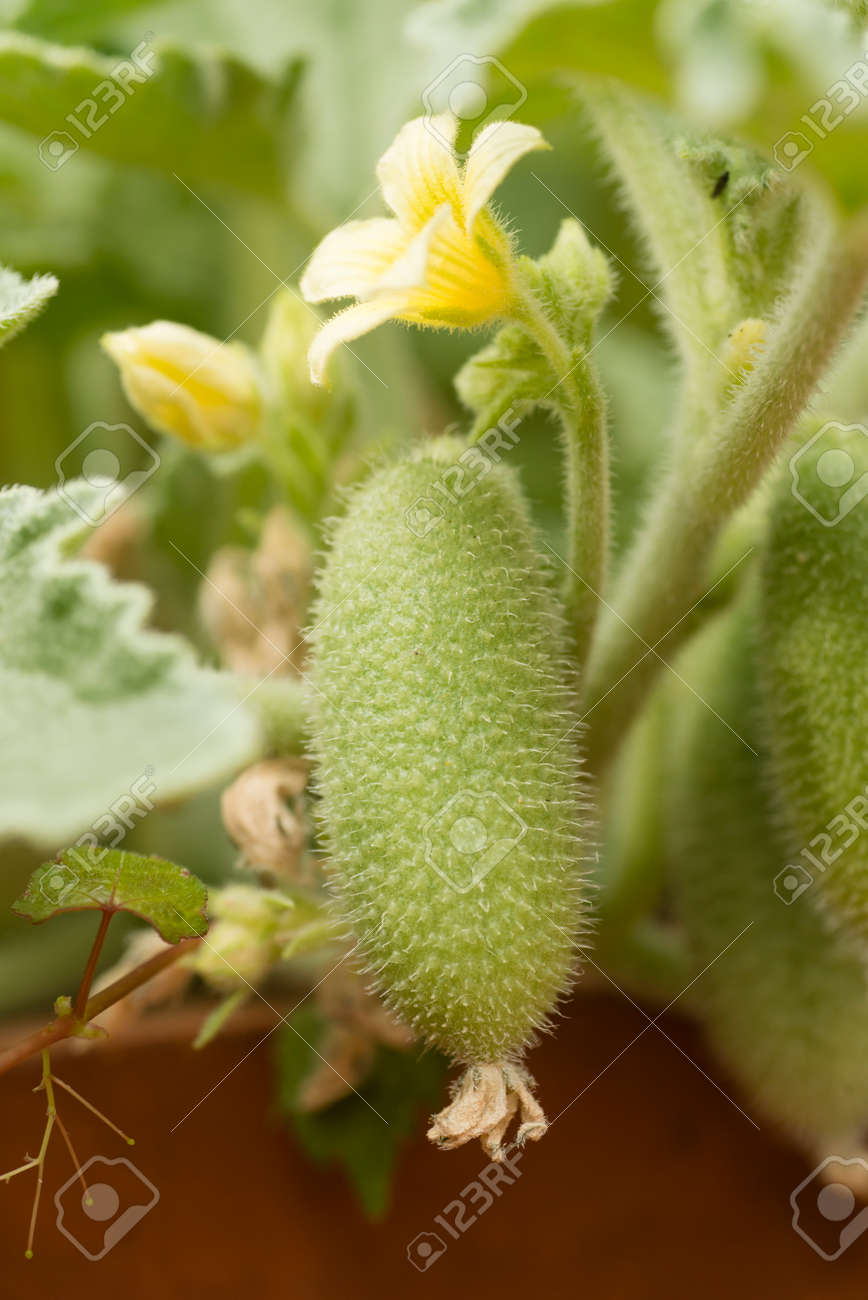 Squirts Flower