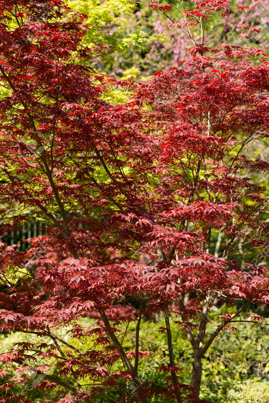 maple tree acer palmatum with spring red leaves stock photo