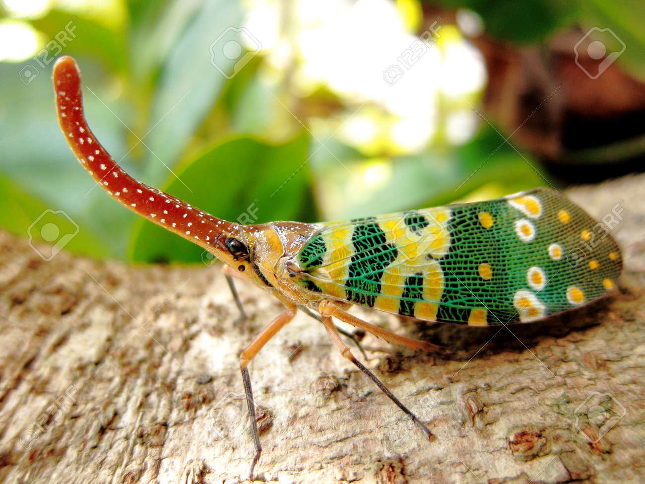 etiam-dictum-ipsum-a-felis