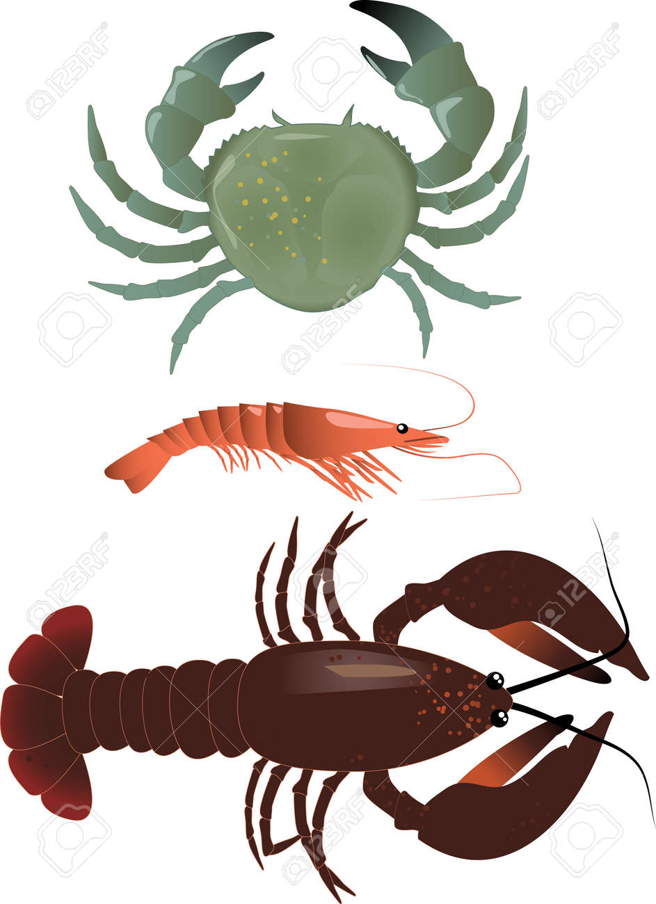甲殻類の現実的なベクトル イラスト カニ C エビとロブスターのイラスト素材 ベクタ Image 甲殻類の現実的なベクトル イラスト カニ C エビとロブスターのイラスト素材 ベクタ Image