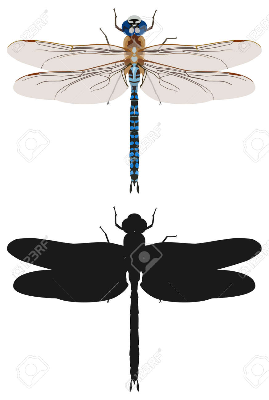 色の白い背景に黒のシルエットのベクター トンボ パターン オオギンヤンマ大将軍 の写真素材 画像素材 Image