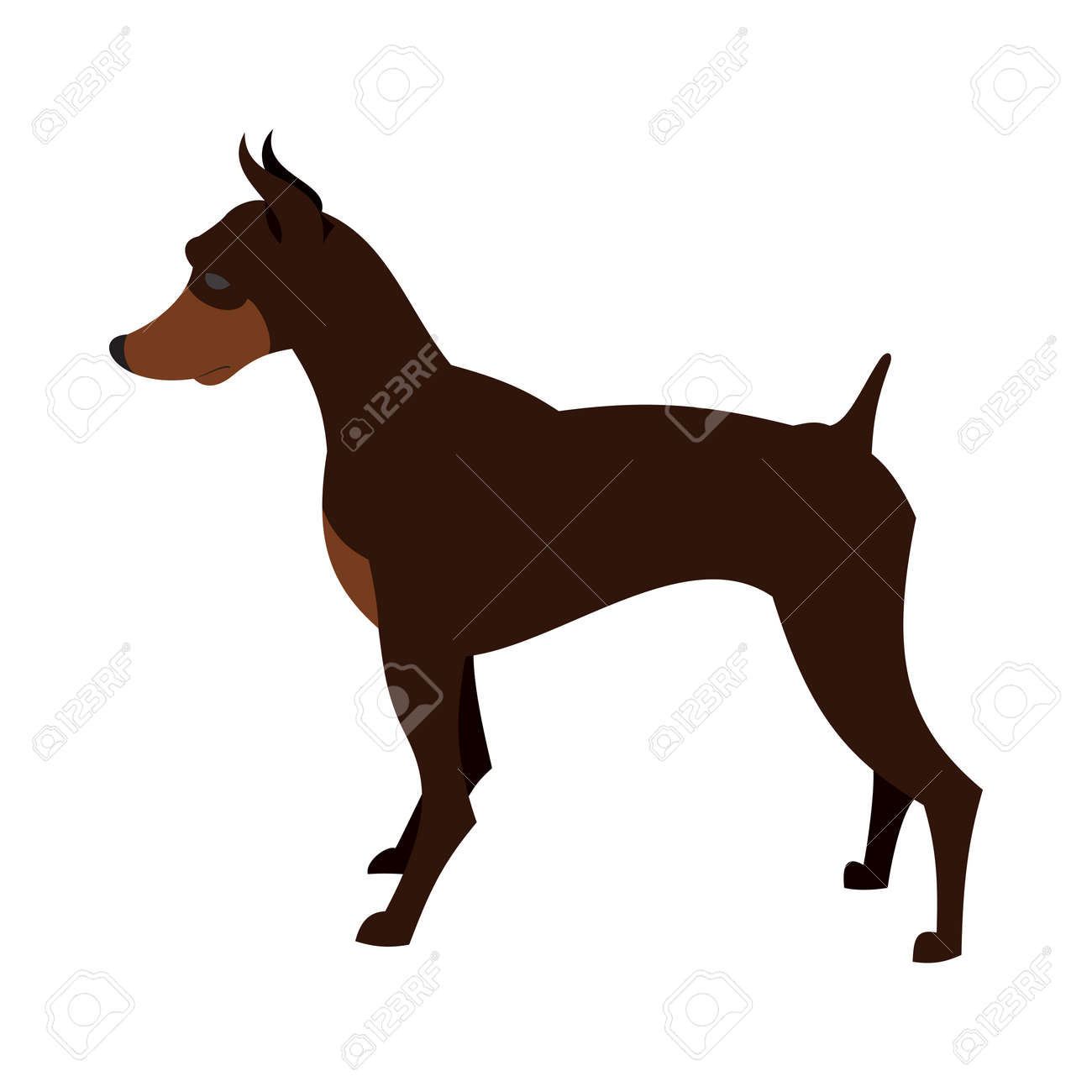 Doberman Pinscher: photos, breed description 49 Doberman Pinscher: photos, breed description 31