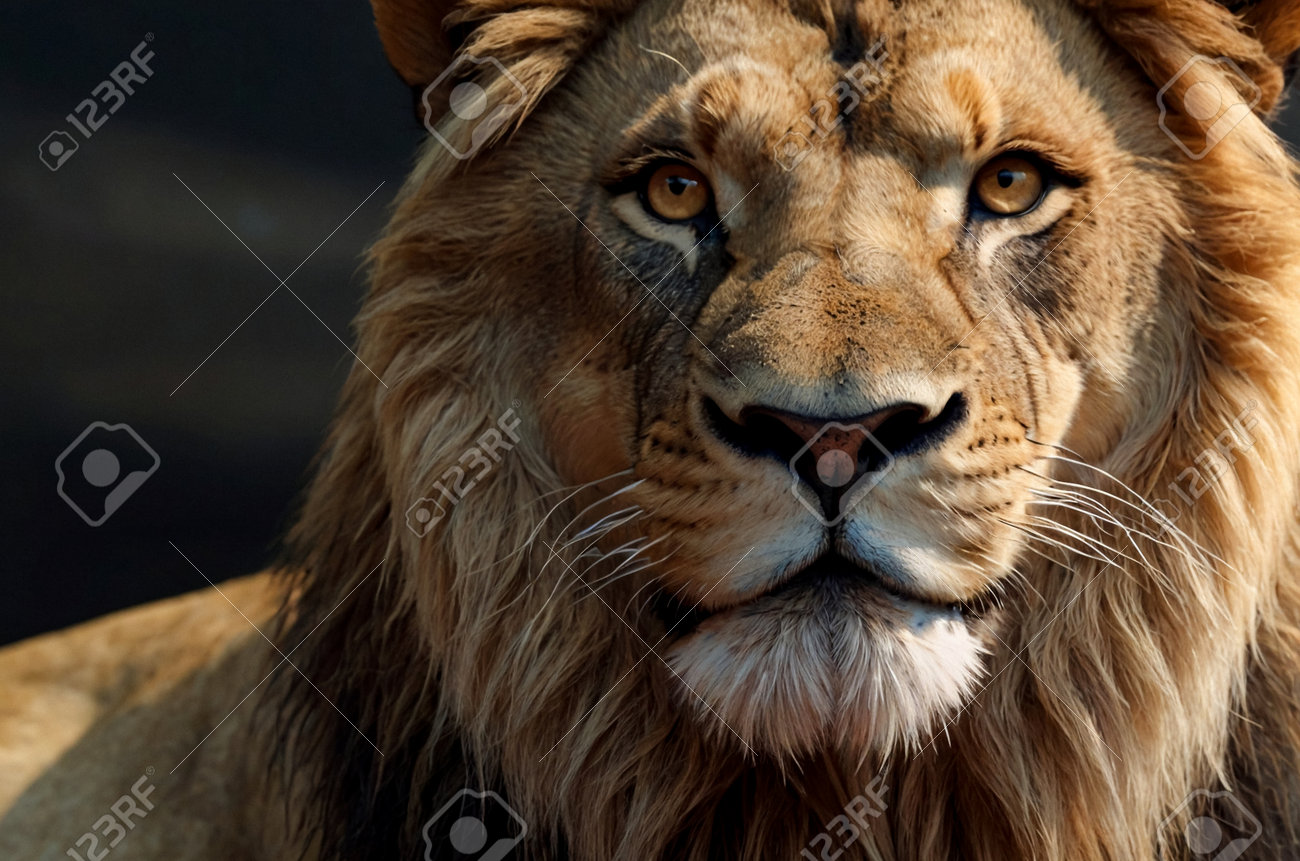 etiam-dictum-ipsum-a-felis