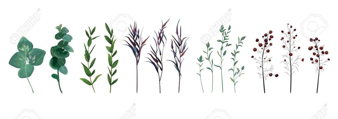 Eucalyptus seeded, blue agonis thyme, asparagus berry designer art watercolor foliage natural branches leaves elements set, collection. Vector decorative beautiful cute elegant illustration for design. - 92759428 Eucalyptus seeded, blue agonis thyme, asparagus berry designer art watercolor foliage natural branches leaves elements set, collection. Vector decorative beautiful cute elegant illustration for design. - 92759428