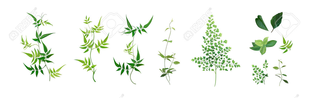 Vector designer elements set, collection. Green forest fern, tropical green smilax Jackson vine greenery foliage, herbs. Watercolor style. Beautiful art editable illustration for wedding invite design - 166167457 Vector designer elements set, collection. Green forest fern, tropical green smilax Jackson vine greenery foliage, herbs. Watercolor style. Beautiful art editable illustration for wedding invite design - 166167457