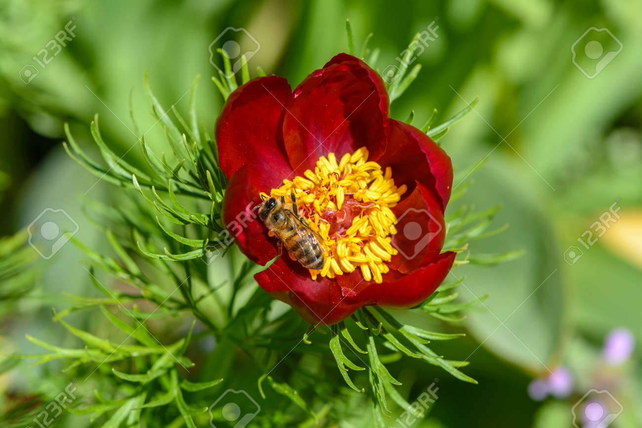 蜂 Pollinates 赤い花びらと濃い黄色の雄しべと牡丹の花 の写真素材 画像素材 Image