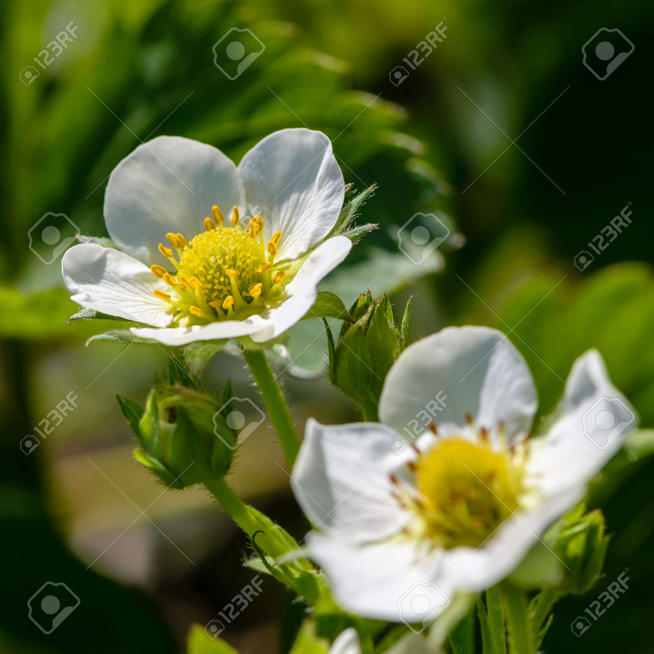 春の大きな白い花で自家製のイチゴの花 の写真素材 画像素材 Image
