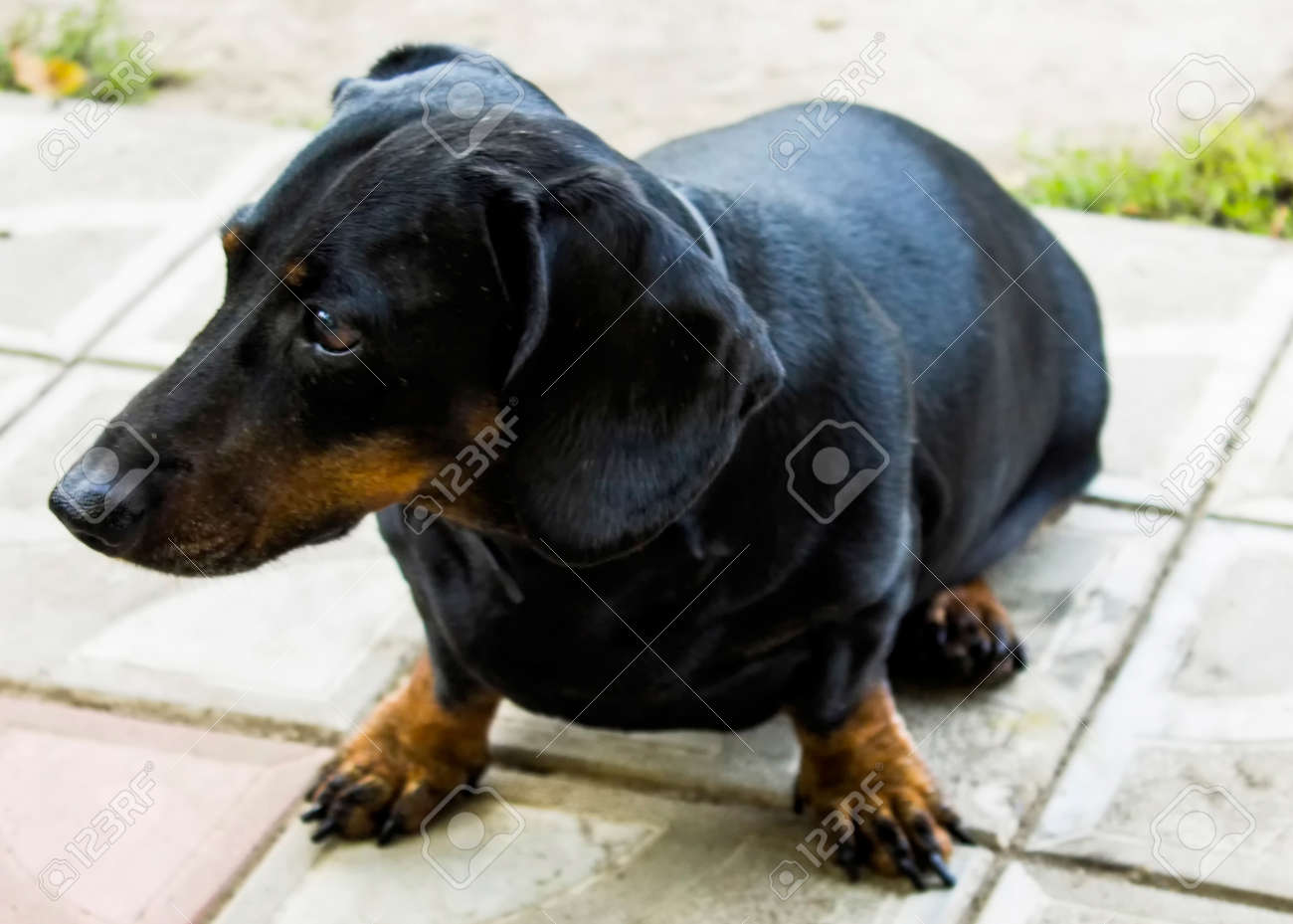 dachshund muzzle