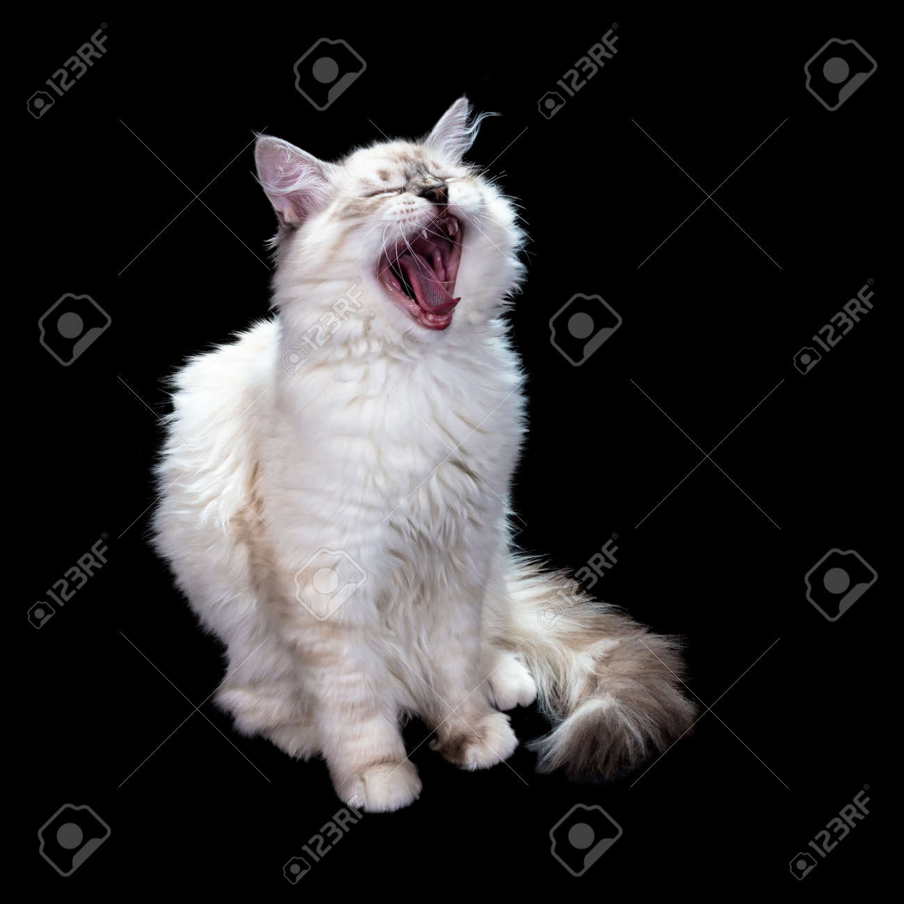 Drole Petit Chat Blanc Aux Yeux Bleus Isole Sur Fond Noir Baille Banque D Images Et Photos Libres De Droits Image