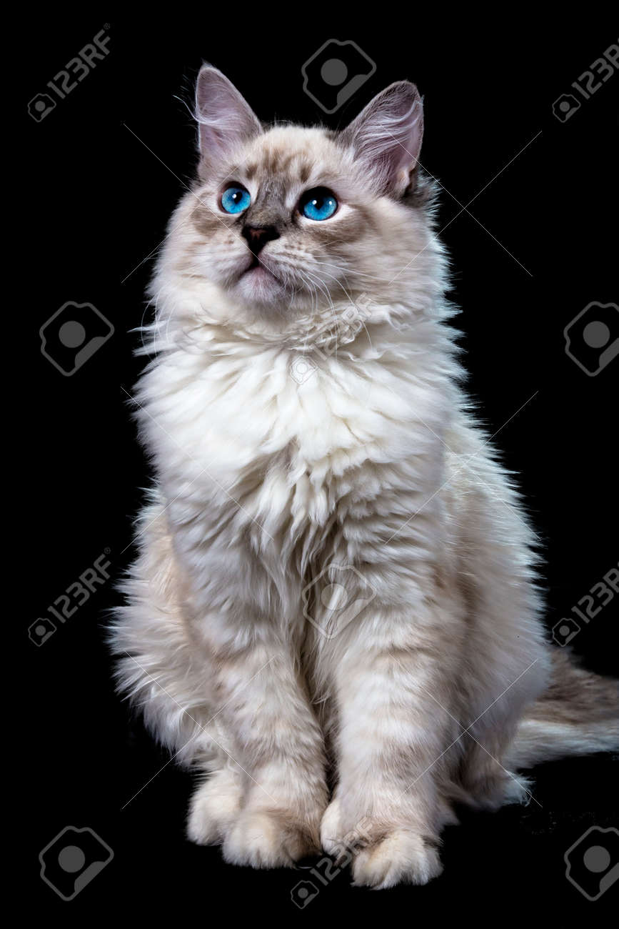 Drôle Petit Chat Blanc Aux Yeux Bleus Isolé Sur Le Noir