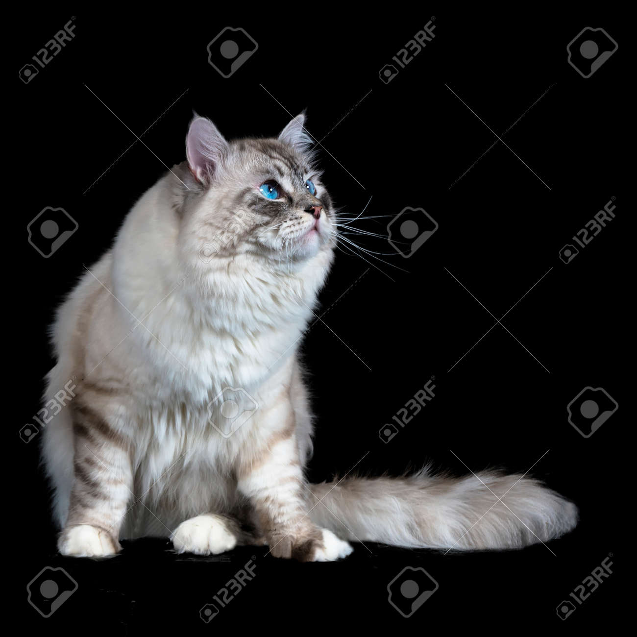 黒に分離された面白い白いふわふわ青い目猫 の写真素材 画像素材 Image 黒に分離された面白い白いふわふわ青い目猫 の写真素材 画像素材 Image
