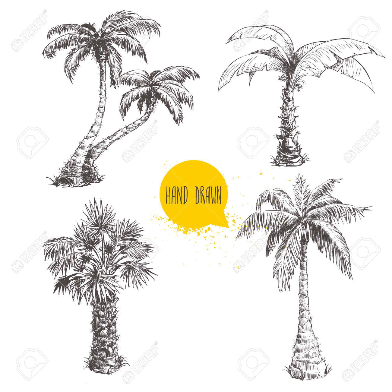 Hand Drawn Palm Trees Sketch Set Royalty Free Cliparts Vectors And Stock Illustration Image