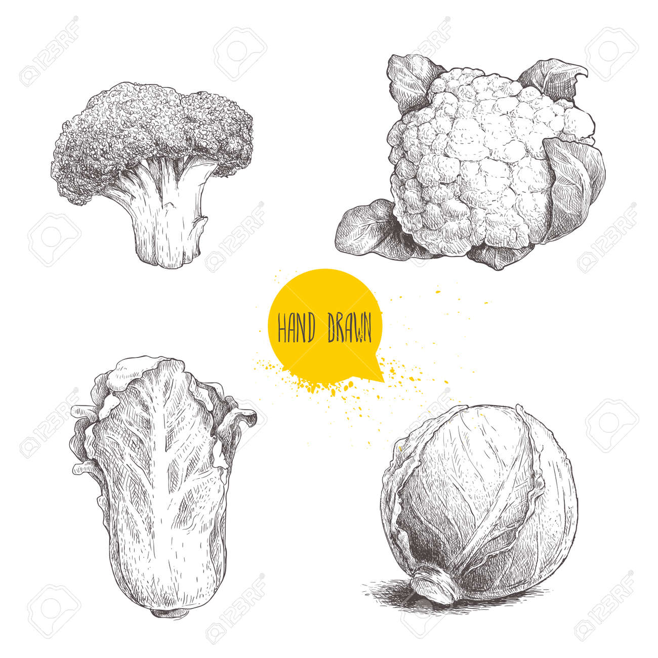 手描きスケッチ スタイル キャベツ セット キャベツ頭 カリフラワー ブロッコリー 白菜 Pe Tsai 有機の新鮮な農産食品は 白い背景で隔離 の イラスト素材 ベクタ Image 手描きスケッチ スタイル キャベツ セット キャベツ頭 カリフラワー ブロッコリー 白菜 Pe Tsai 有機の新鮮な農産食品は 白い背景で隔離 の イラスト素材 ベクタ Image