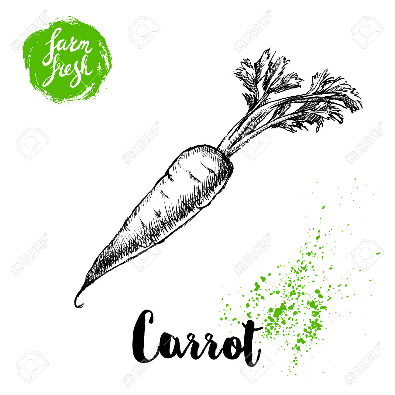 Hand Drawn Sketch Style Carrot With Leafs Poster Vintage Looking