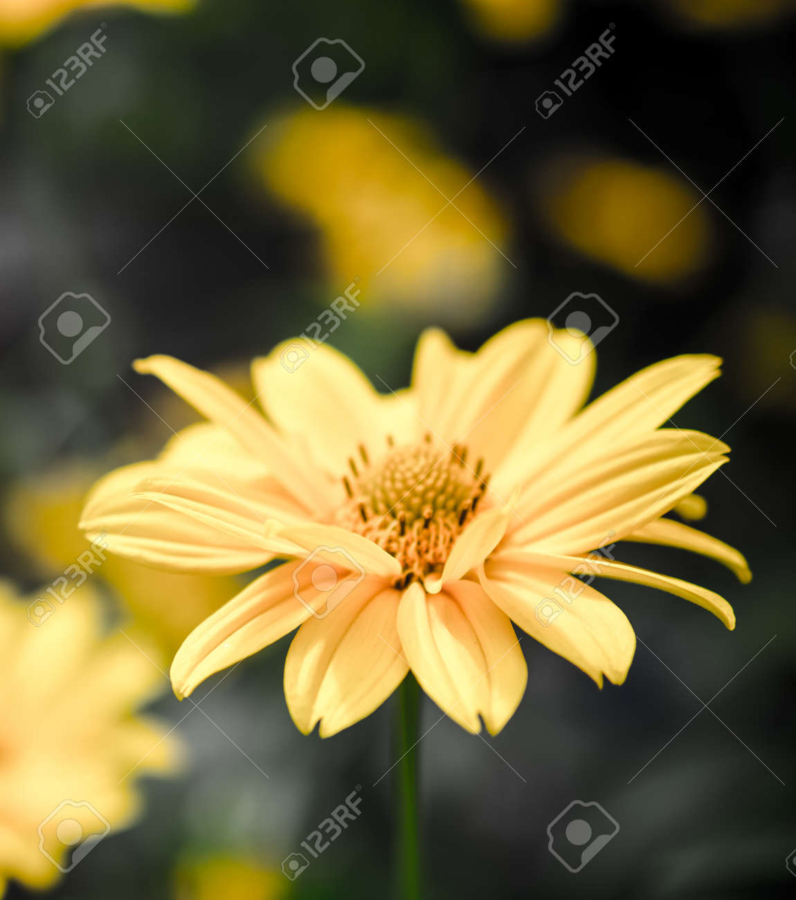 etiam-dictum-ipsum-a-felis