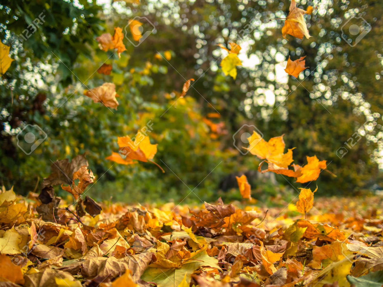 Yellow Leaves Falling From Trees On A Sunny Autumn Day Stock Photo, Picture  and Royalty Free Image. Image 46156207.