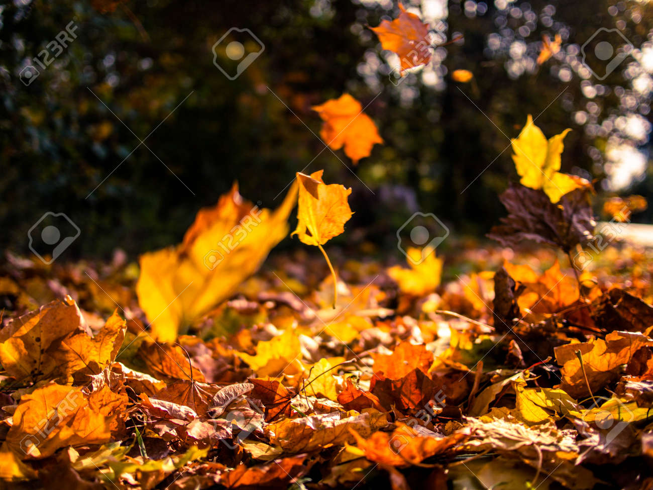 Yellow Leaves Falling From Trees On A Sunny Autumn Day Stock Photo Picture And Royalty Free Image Image