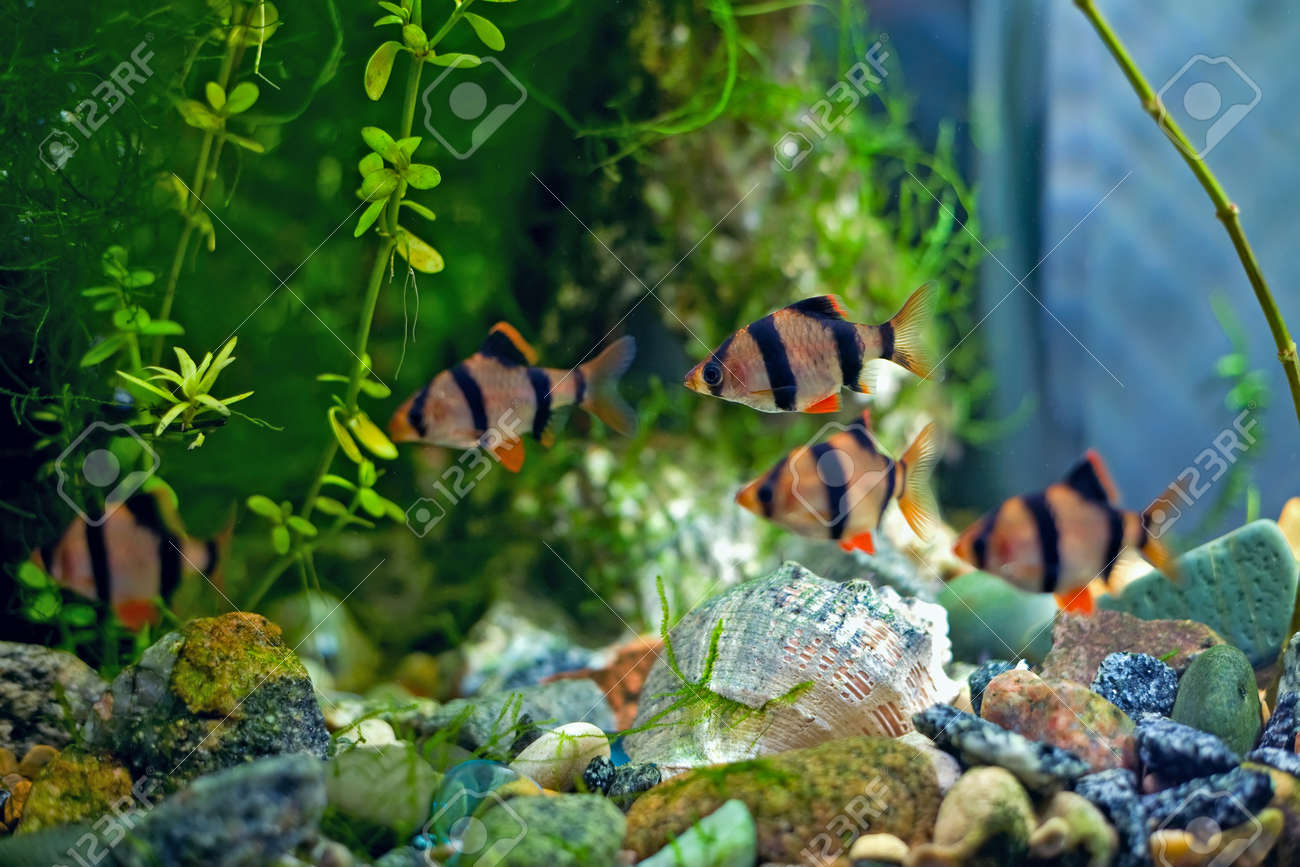 Tiger Barb A In Aquarium Fish Underwater Stock Photo Picture And Royalty Free Image Image