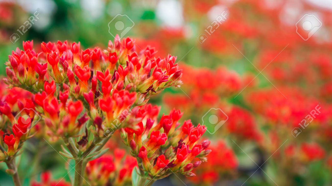 Vibrant Tropical Flowers created on Craiyon, image size:1300x729