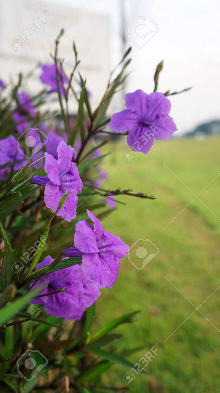 Petunia Mexicana Roxo Ruellias Flor Sobre Fundo Verde Fundo Desfocado Fotos Retratos Imagenes Y Fotografia De Archivo Libres De Derecho Image 94058548