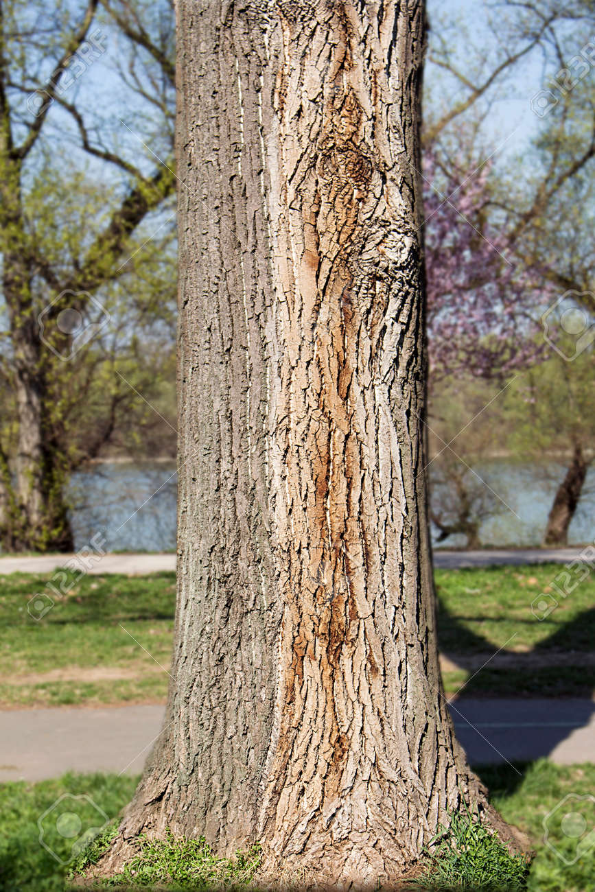 森の中で木の幹 の写真素材 画像素材 Image