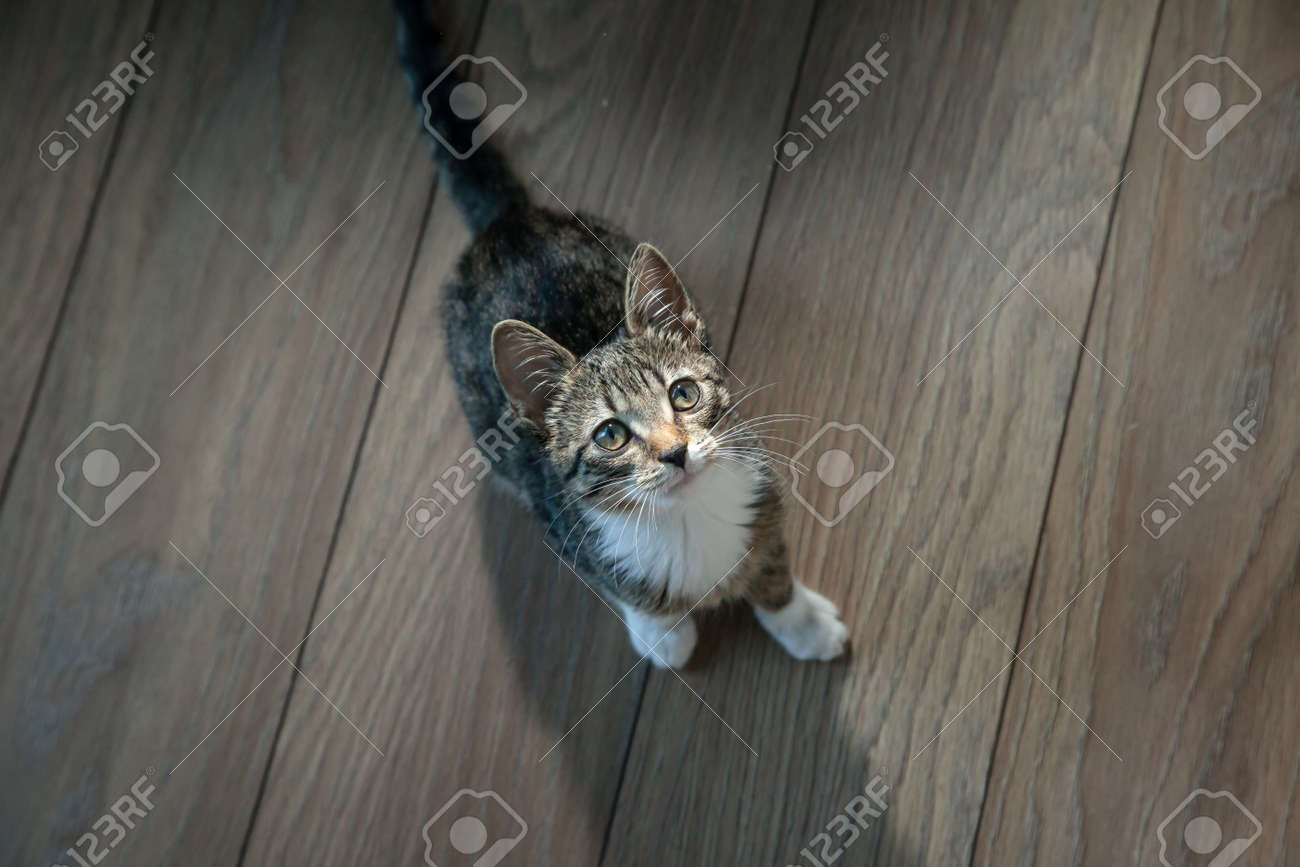 etiam-dictum-ipsum-a-felis