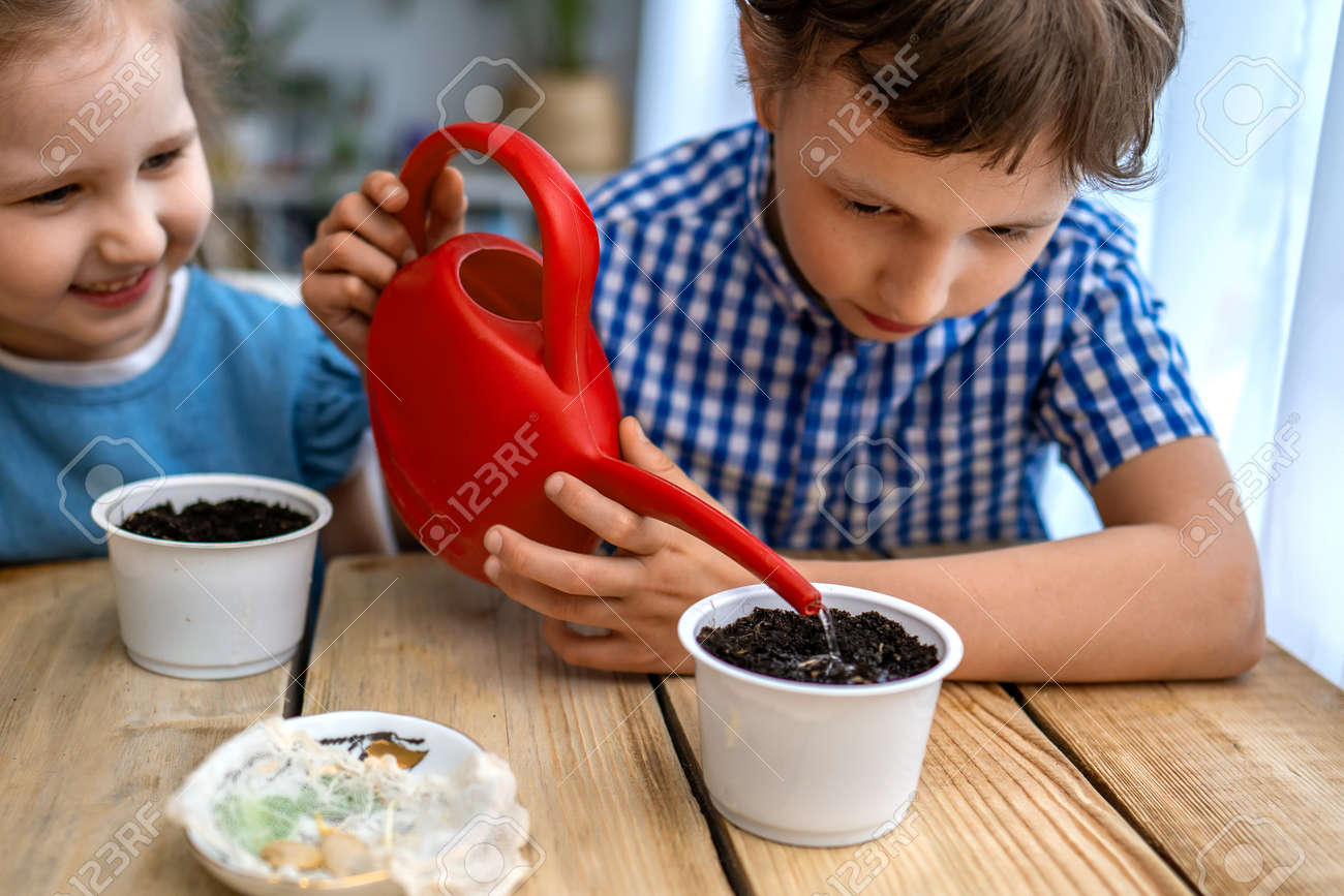 Cute boy and girl are sitting at table and engaged in sowing seeds for cultivation. Children sow seeds in pots with earth and water them. concept of growing your own vegetables. Natural gardening. - 146984516 Cute boy and girl are sitting at table and engaged in sowing seeds for cultivation. Children sow seeds in pots with earth and water them. concept of growing your own vegetables. Natural gardening. - 146984516