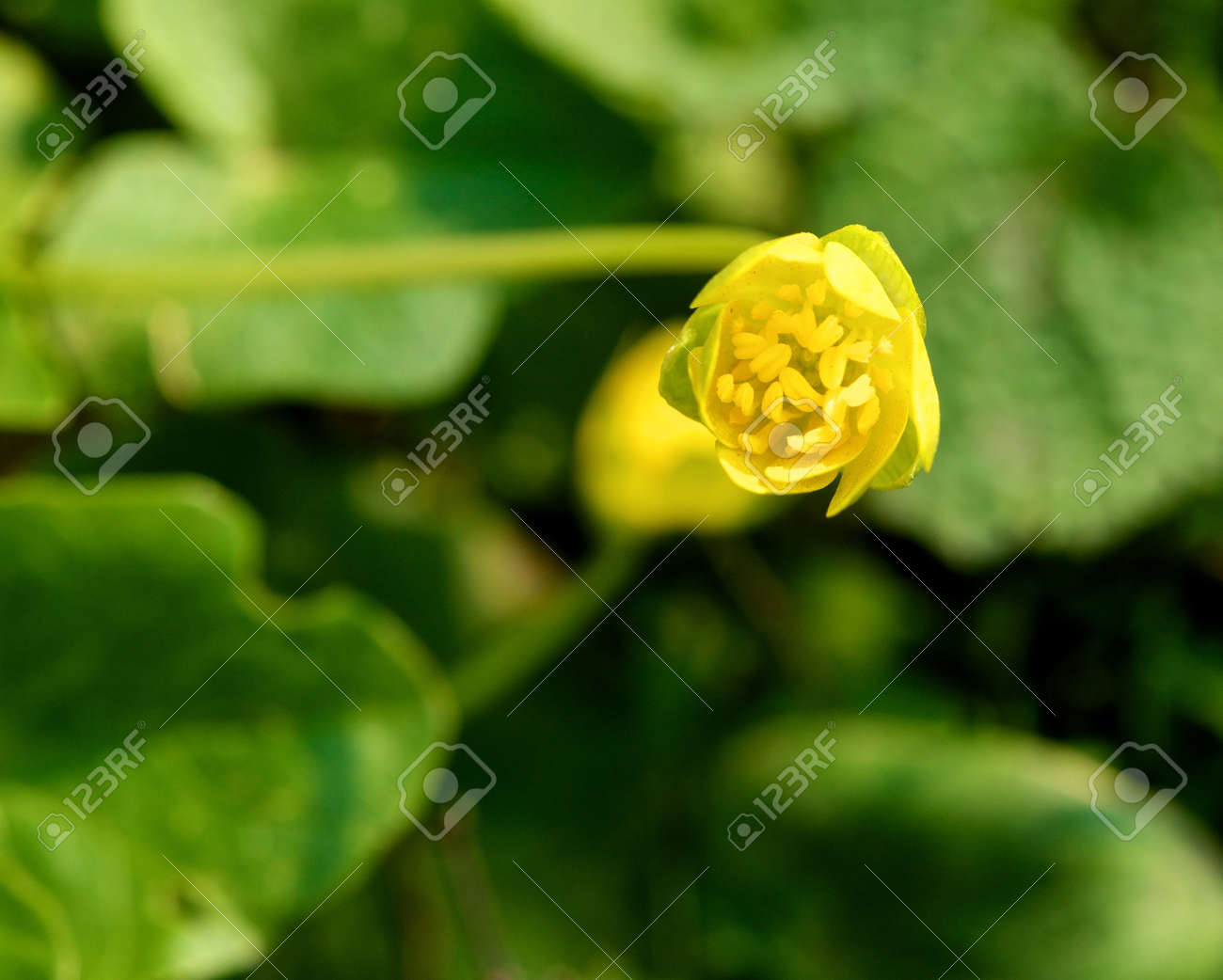 etiam-dictum-ipsum-a-felis