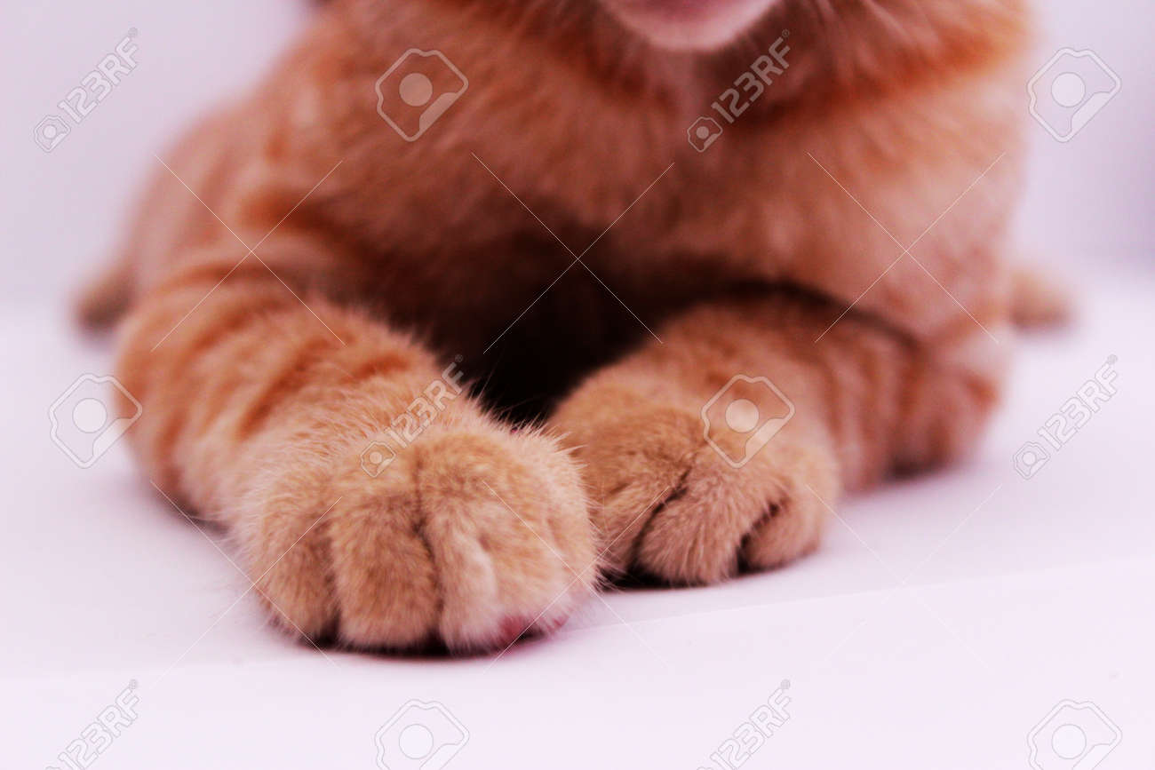 etiam-dictum-ipsum-a-felis