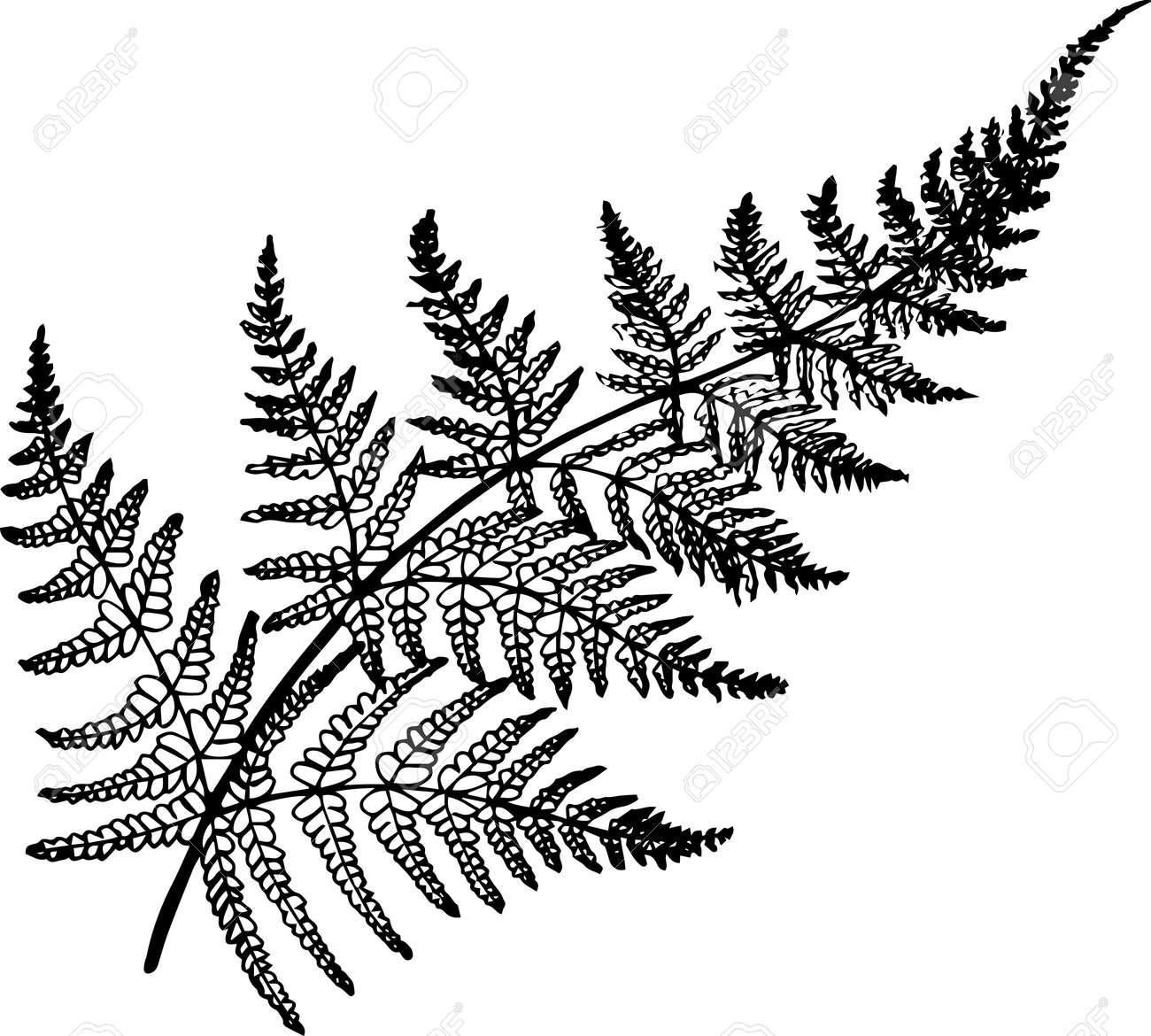 Black and white fern illustration. Ancient plant. - 77704018 Black and white fern illustration. Ancient plant. - 77704018