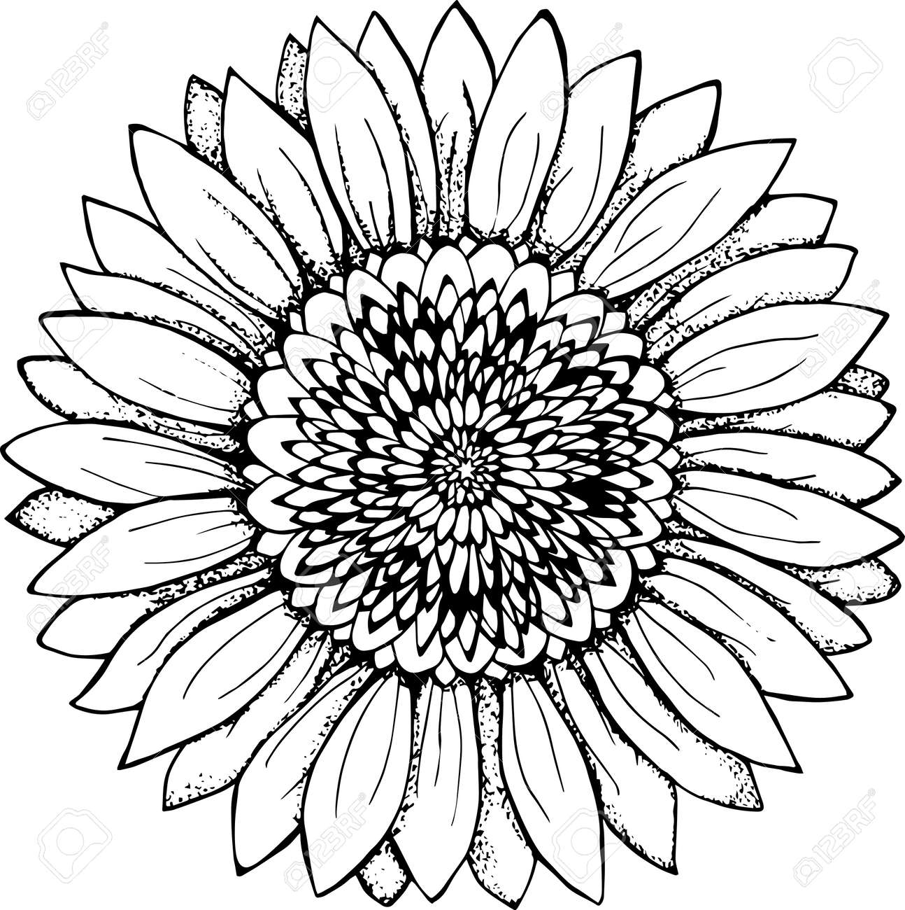 Black And White Picture Of A Sunflower. Flower Illustration ... for Clipart Sunflower Black And White
59dqh Black And White Picture Of A Sunflower. Flower Illustration ... for Clipart Sunflower Black And White
59dqh