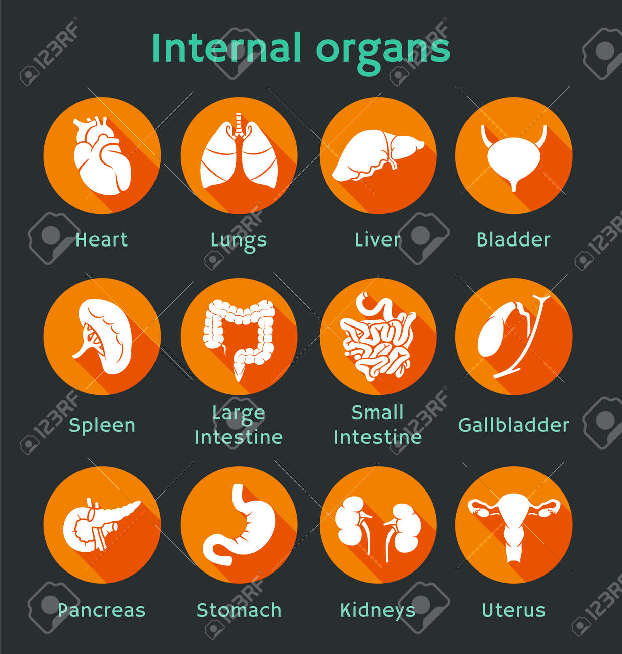 Vector illustration of icons of internal human organs Flat design - 24541120 Vector illustration of icons of internal human organs Flat design - 24541120